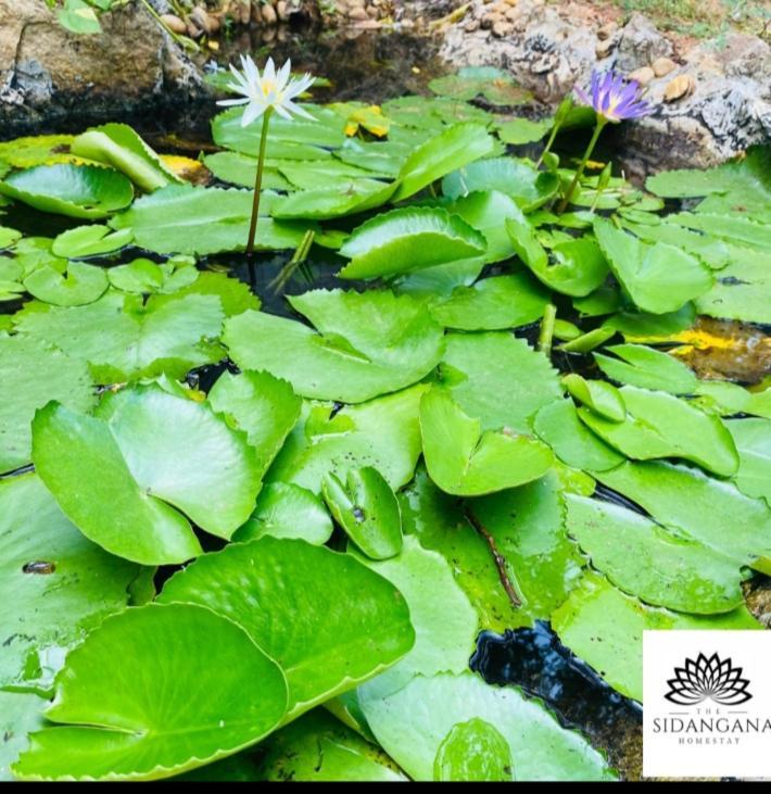 Sidhangana Home Stay Anuradhapura Zewnętrze zdjęcie
